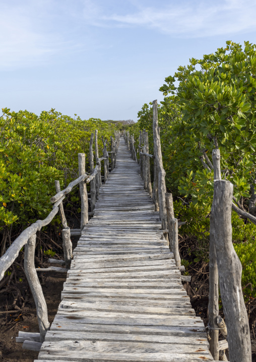 Boardwalk in the mangrove, Lamu County, Manda island, Kenya