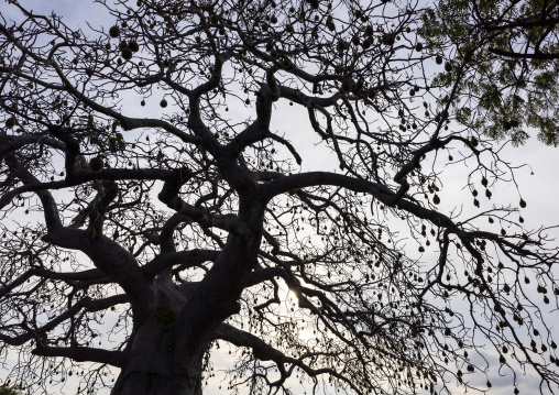 Baobab silhouette in Takwa islamic ruins, Lamu County, Manda island, Kenya
