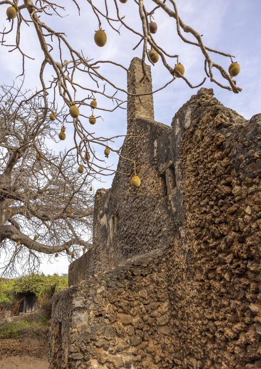 Baobab in front of mosque in Takwa islamic ruins, Lamu County, Manda island, Kenya