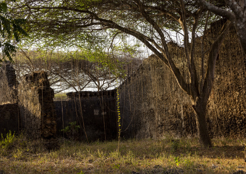 Takwa ruins wall in the middle of acacias, Lamu, Manda island, Kenya