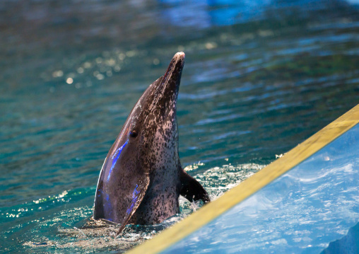 Dolphin show in Rungna dolphinarium, DGC, Pyongyang, North Korea