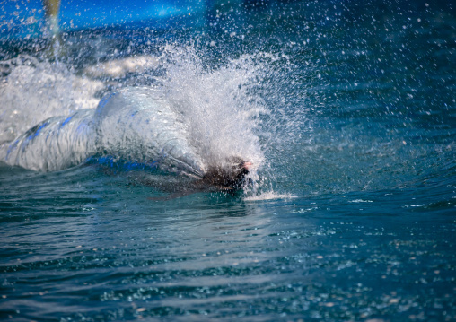 Dolphin show in Rungna dolphinarium, DGC, Pyongyang, North Korea