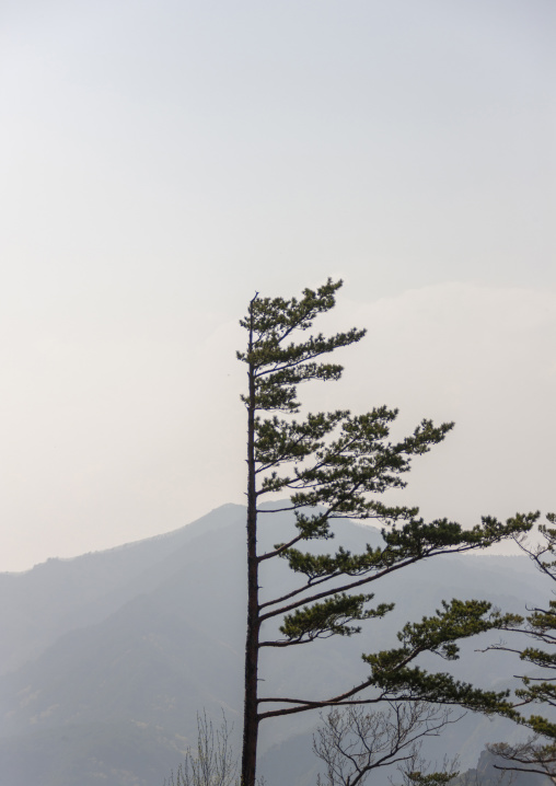 Pine trees forest in inner Chilbo hills, North Hamgyong, Chilbosan, North Korea