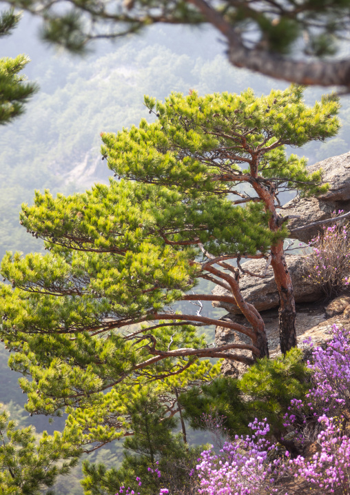 Pine trees forest and flowers in inner Chilbo hills, North Hamgyong, Chilbosan, North Korea