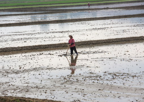 North Korean farmer working in a paddy field, South Pyongan, Chongsan-ri Cooperative Farm, North Korea