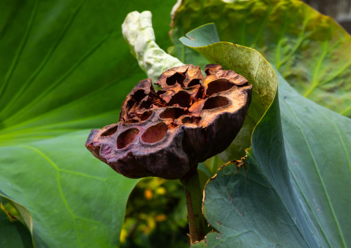 Dried lotus pod at Zhu Zi Hu aka Bamboo lake, Beitou, Taipei, Taiwan