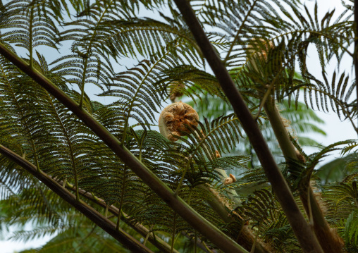 Fern tree at Zhu Zi Hu aka Bamboo lake, Beitou, Taipei, Taiwan