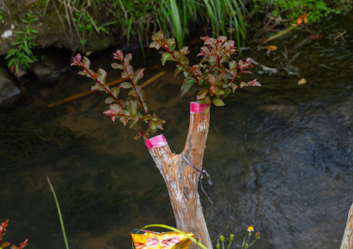 Plant transplant at Zhu Zi Hu aka Bamboo lake, Beitou, Taipei, Taiwan