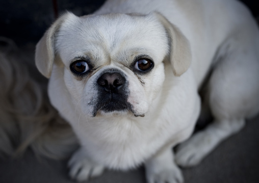 Dog With Big Eyes, Beijing China