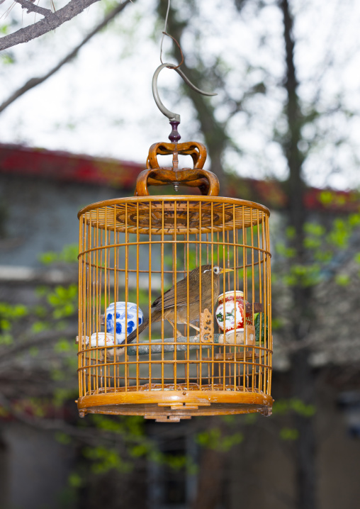 Songbirds In Cages, Beijing, China