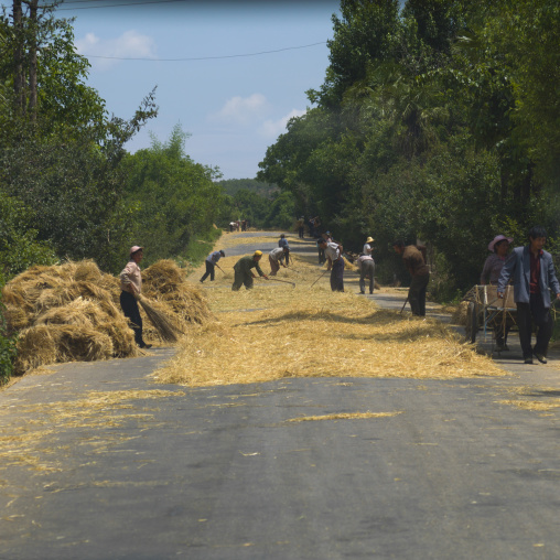 Cereal Crops Spread Out On A Road, Shaxi, Yunnan Province, China