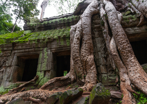 Ta Prohm temple overgrown with tree roots, Siem Reap Province, Angkor, Cambodia