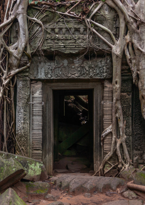 Temple overgrown with tree roots, Siem Reap Province, Angkor, Cambodia