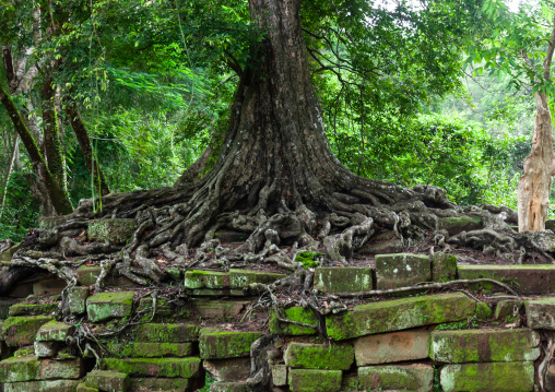 Temple overgrown with tree roots, Siem Reap Province, Angkor, Cambodia