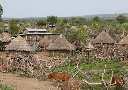 View On Hut Village With Cows Ethiopia