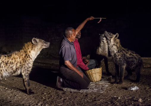 The Hyena Man Of Harar And Tourist Feed Raw Meat To Wild Hyenas, Harar, Ethiopia