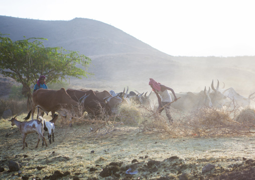 Harvest Season In Dila, Ethiopia