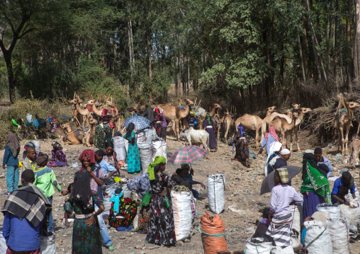 Merchants selling sacks of charcoal on a market, Oromo, Sambate, Ethiopia