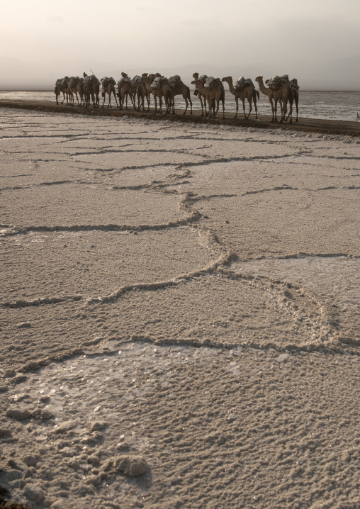 Camel caravans carrying salt blocks in the danakil depression, Afar region, Dallol, Ethiopia