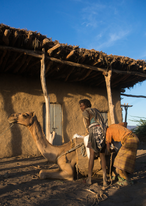 Afar tribe men loading a camel in front of a house, Afar region, Afambo, Ethiopia