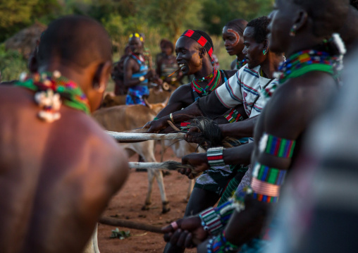 Hamer tribe men lining up the cows for bull jumping ceremony, Omo valley, Turmi, Ethiopia