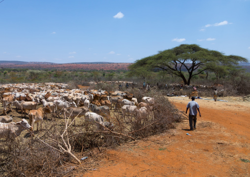 Cows suffering from the drought grouped in fences to be fed by the governement, Oromia, Yabelo, Ethiopia