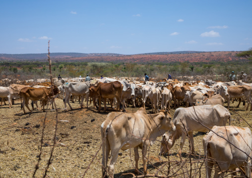 Cows suffering from the drought grouped in fences to be fed by the governement, Oromia, Yabelo, Ethiopia