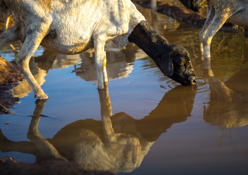 Sheeps drinking water, Oromia, Yabelo, Ethiopia