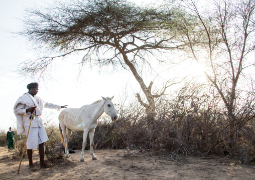 White horse during the Gada system ceremony in Borana tribe, Oromia, Yabelo, Ethiopia