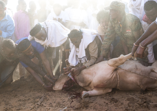 Slaughter of a bull during the Gada system ceremony in Borana tribe, Oromia, Yabelo, Ethiopia