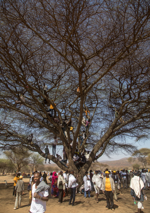 People sit in a tree during the Gada system ceremony in Borana tribe, Oromia, Yabelo, Ethiopia