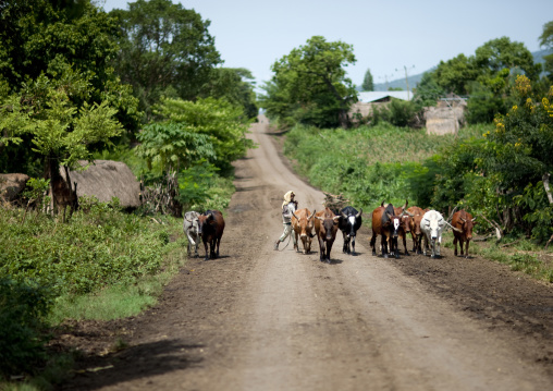 Man herding his cattle together, Ethiopia