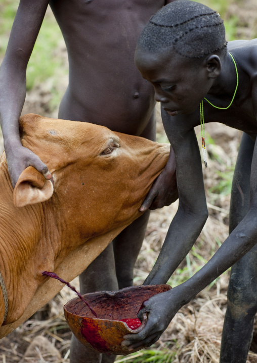 Suri Man Collecting Blood From A Cow In A Calabash, Turgit Village, Omo Valley, Ethiopia