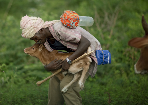 Man holding a newborn calf, Kumbi village, Ethiopia