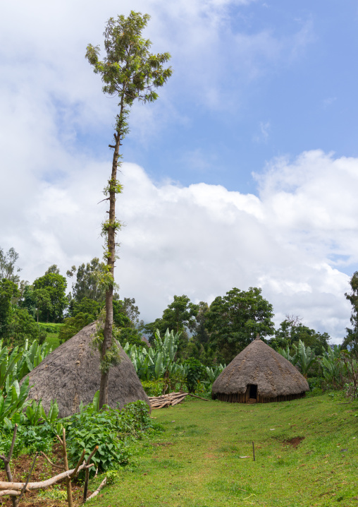 Traditional houses with thatched roofs going down near the ground, Gamo Gofa Zone, Ganta, Ethiopia