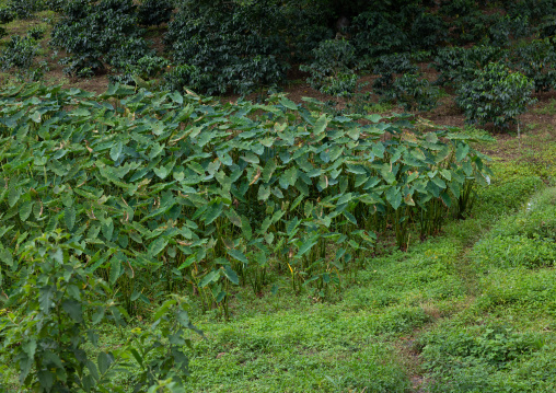 Godere colocasia antiquoum field, Bench Maji, Mizan Teferi, Ethiopia