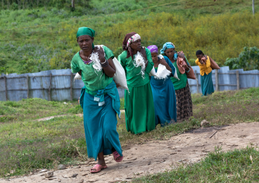 Ethiopian women carrying bags of coffee beans in a farm, Oromia, Shishinda, Ethiopia