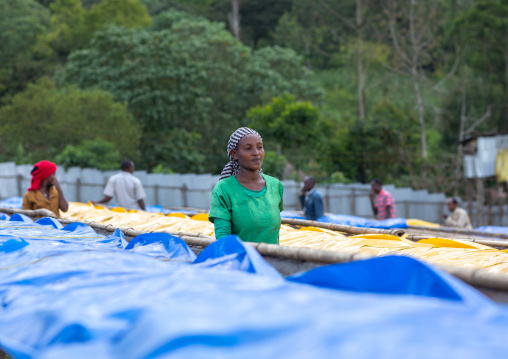 Ethiopian women drying coffee beans in a farm, Oromia, Shishinda, Ethiopia