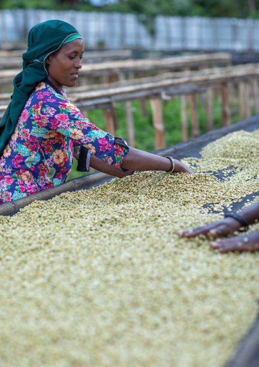 Ethiopian women drying coffee beans in a farm, Oromia, Shishinda, Ethiopia