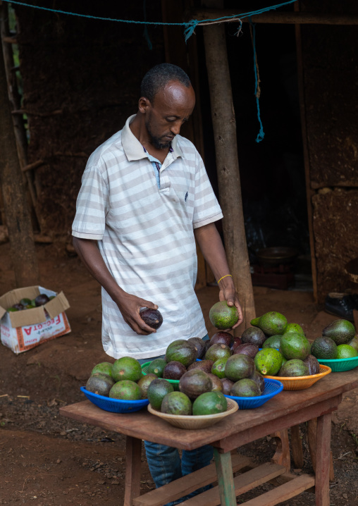 Ethiopian man selling avocados along the road, Oromia, Jimma, Ethiopia