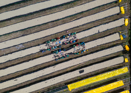 Aerial view of ethiopian women drying coffee beans in a farm, Oromia, Shishinda, Ethiopia