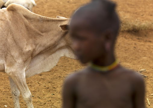 Bony cow passing by a tsemay tribe child, Omo valley, Ethiopia