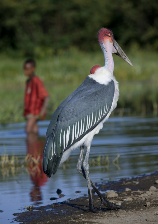 Huge Red-headed Bird And Kid, Chamo Lake, Ethiopia