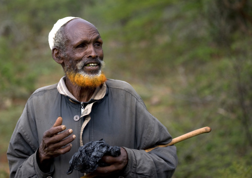 Old man from gabra tribe with ginger tainted beard, Yabello, Omo valley, Ethiopia