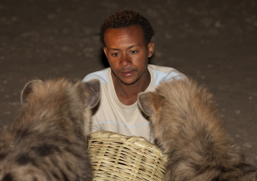 Hyenas Feeding At Night, Harar, Ethiopia