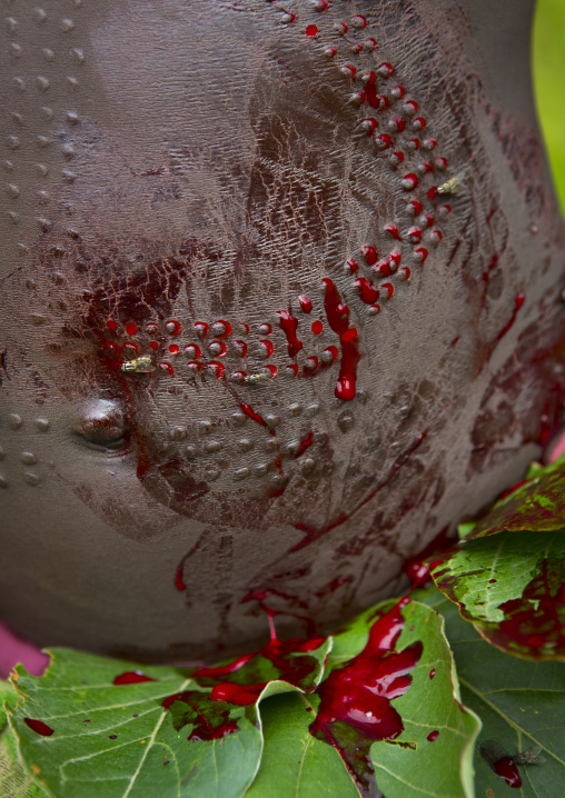 Detail of a Suri tribe girl's belly covered by blood during a scarification ceremony, Tulgit, Omo valley, Ethiopia