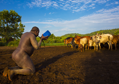 Bodi Tribe Man Spilling Out Cow Blood Near Cattle For New Year Kael Ceremony, Hana Mursi, Omo Valley, Ethiopia