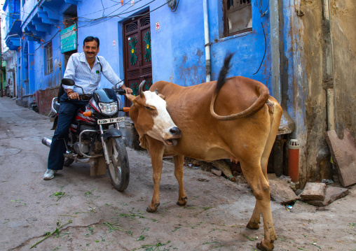 Indian man on a motorbike passing by a cow in a street, Rajasthan, Bundi, India