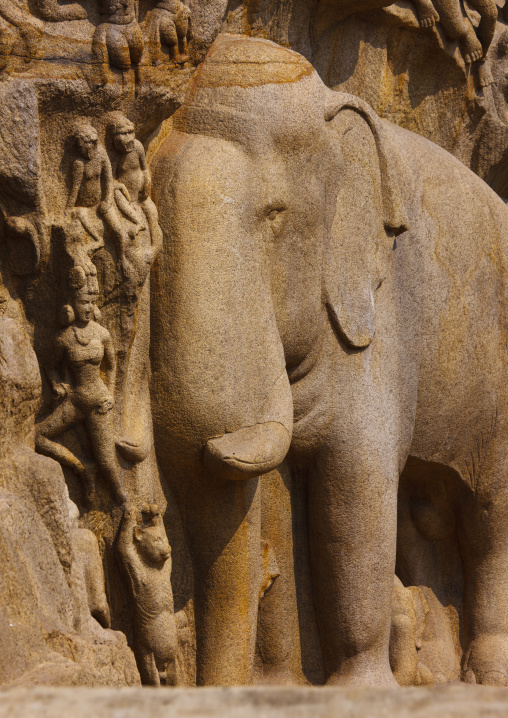 Carving Of An Elephant On Bas-relief Called Arjuna's Penance, Mahabalipuram, India