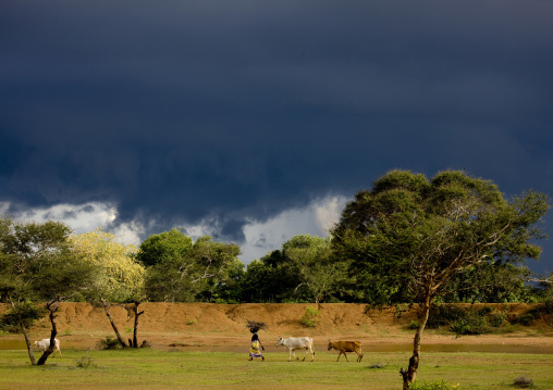 Woman Carrying Woods On Her Head Leading Her Cows While Storm Is Coming Over Kanadukathan Chettinad's Countryside, India